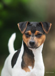 Terier Brazilski - Brazilian terrier