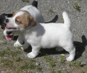Jack Russell terrier - jack russel - štenci sa rodovnicom HKS