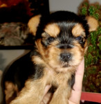 yorkshire terrier vrhunska zenkica OTAC SAMPION HRVATSKE