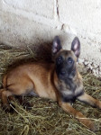 Belgijski ovčar Malinois - štenci