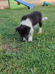 Border collie