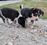 Border collie štenci