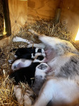 Border Collie štenci