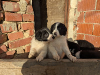 Border collie štenci