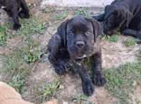 CANE CORSO