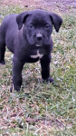 Cane Corso štenci