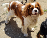 Cavalier King Charles Španiel- odrasli mužjak