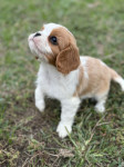 Cavalier king Charles spaniel štenci