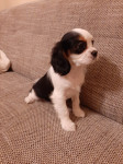 Cavalier King Charles Španiel Veterinarski certifikat za EU