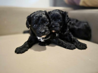 Cavapoo-Cavoodle