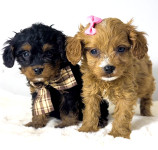 Cavapoo- kavapoo (cavalier+toy pudla)