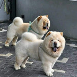 Chow-Chow