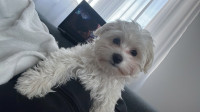 Maltipoo/maltezer stene