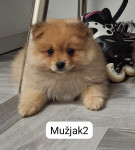 njemački mali špic pomeranac