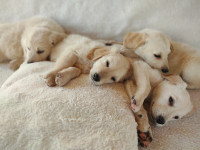 Prekrasni štenci: Retrivera/Labradora , Savršeni za Obitelji!