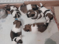 Primamo rezervacije za mini Shih Tzu stence