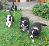 Štenci Border Collie , prisutna oba roditelja