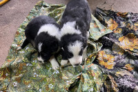 Border Collie štenci