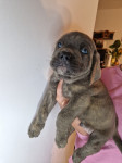 Štenci Cane Corso