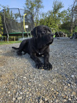 Štenci Cane Corso