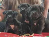 ŠTENCI CANE CORSO