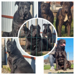 ŠTENCI CANE CORSO