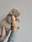 Štenci Cane Corso