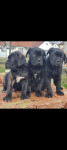 ŠTENCI CANE CORSO