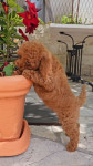 TeaCup-Toy Poodle crveni muzjak od sitnih roditelja Sampiona