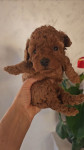 Toy Poodle red i apricot zenka! U NovuGodinu sa novim clanom porodice!