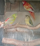 Pjevajuće papige