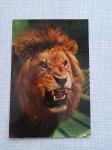razglednica 1973 zoološki vrt u zagrebu lav ,,lowe,,