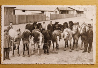 Stara fotografija  Trgovanje konjima Grobnik Fiume Rijeka 1932.