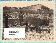 VRPOPLJE (Šibenik) Ljudi sa magarcima ... stara fotografija 1941. g.