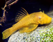 Bristlenose Pleco ALBINO