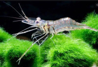 Ghost shrimp / Staklena kozica