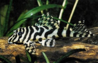 L134 Leopard Frog Pleco