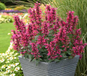 Agastache Sangria / SADNICE