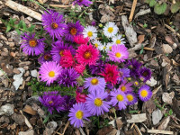 Aster Novi Belgii mix / Sjeme