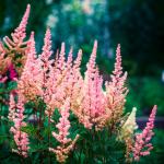 Astilbe peach / Sjeme