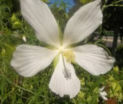 Bijeli močvarni hibiscus, cocineum