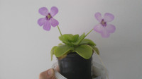 Biljka mesožderka / Tustika / Pinguicula x Tina