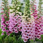 Digitalis, naprstak