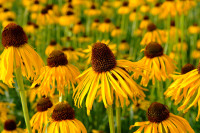 Echinacea paradoxa var. paradoxa / SADNICE