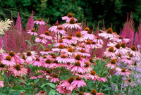 Echinacea Purpurea / SADNICE