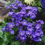 Geranium Johnsons Blue / SADNICE