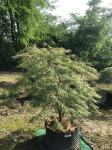 Acer palmatum Dissectum Viridis