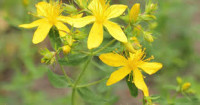 Hypericum perforatum, kantarion