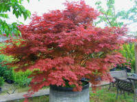 Japanski javor / Acer Palmatum Atropurpureum / SADNICE