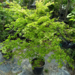 Japanski javor sadnice acer palmatum